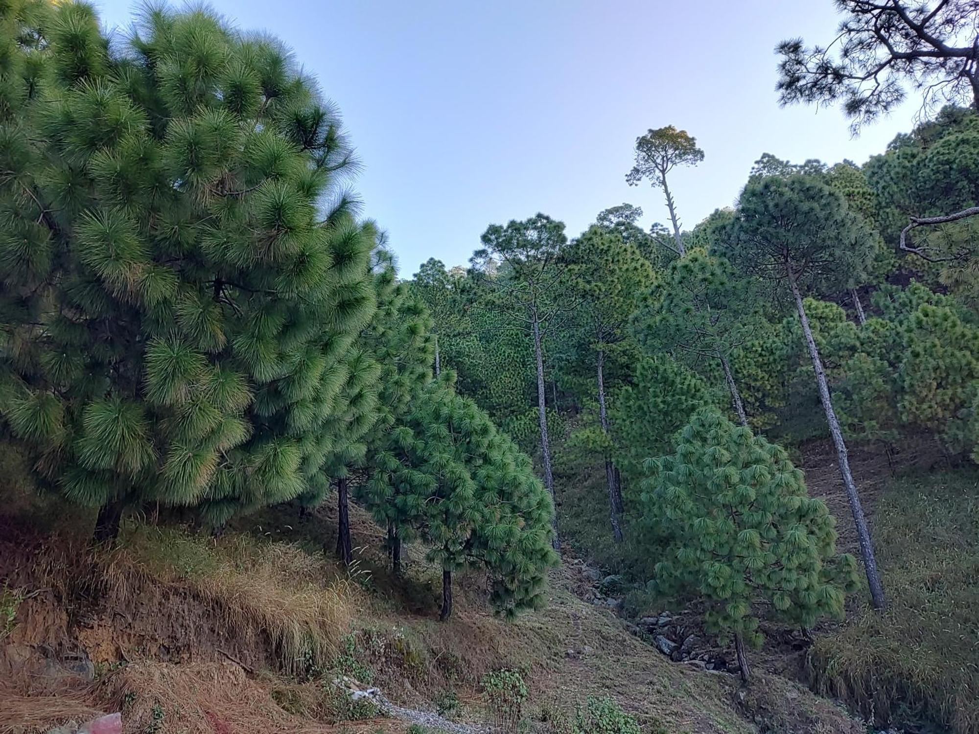 Hotel Le Halcyon , Kasauli Солан Екстериор снимка